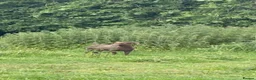Sheep livestock for sale: 4 Ouessant Sheep - Advert 5
