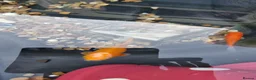 Goldfish fish for sale: Free goldies - Advert 2