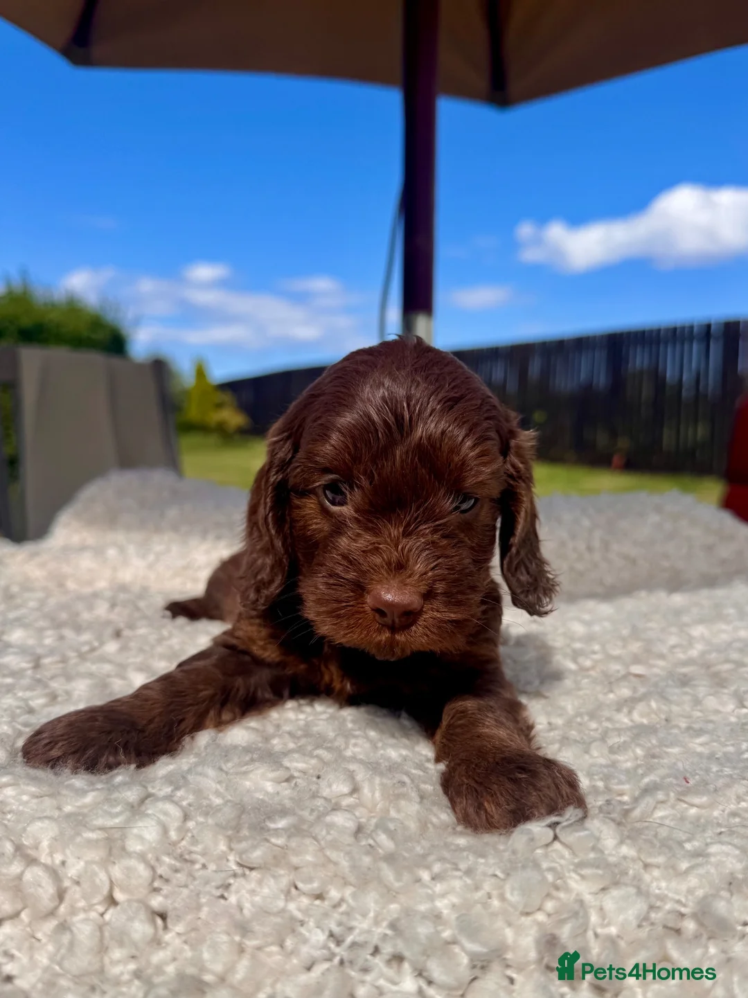 Cockapoo dogs for sale: F1 Toy Cockapoo puppies - Advert 2