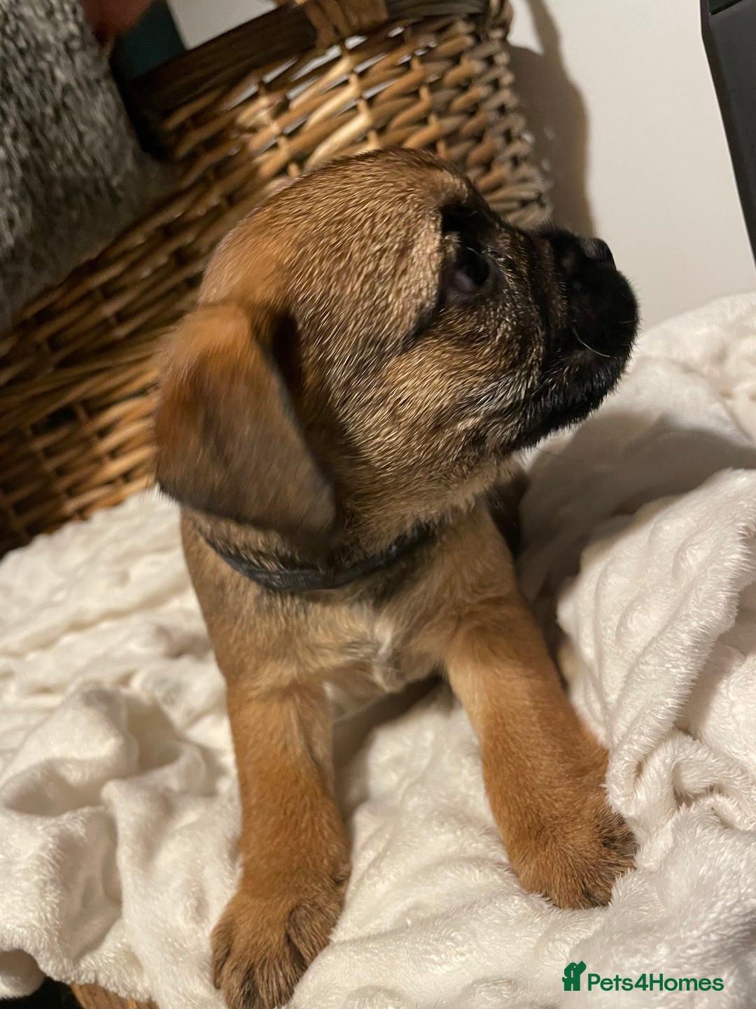 Border Terrier dogs for sale: 5 star BORDER TERRIERS PUP KC REG/SLEM CLEAR - Advert 8