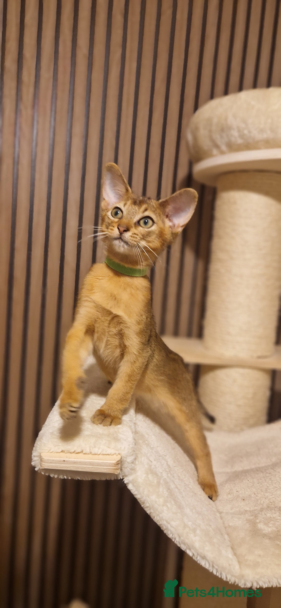 Abyssinian cats for sale: Pure Abyssian kittens ❤️ - Advert 15