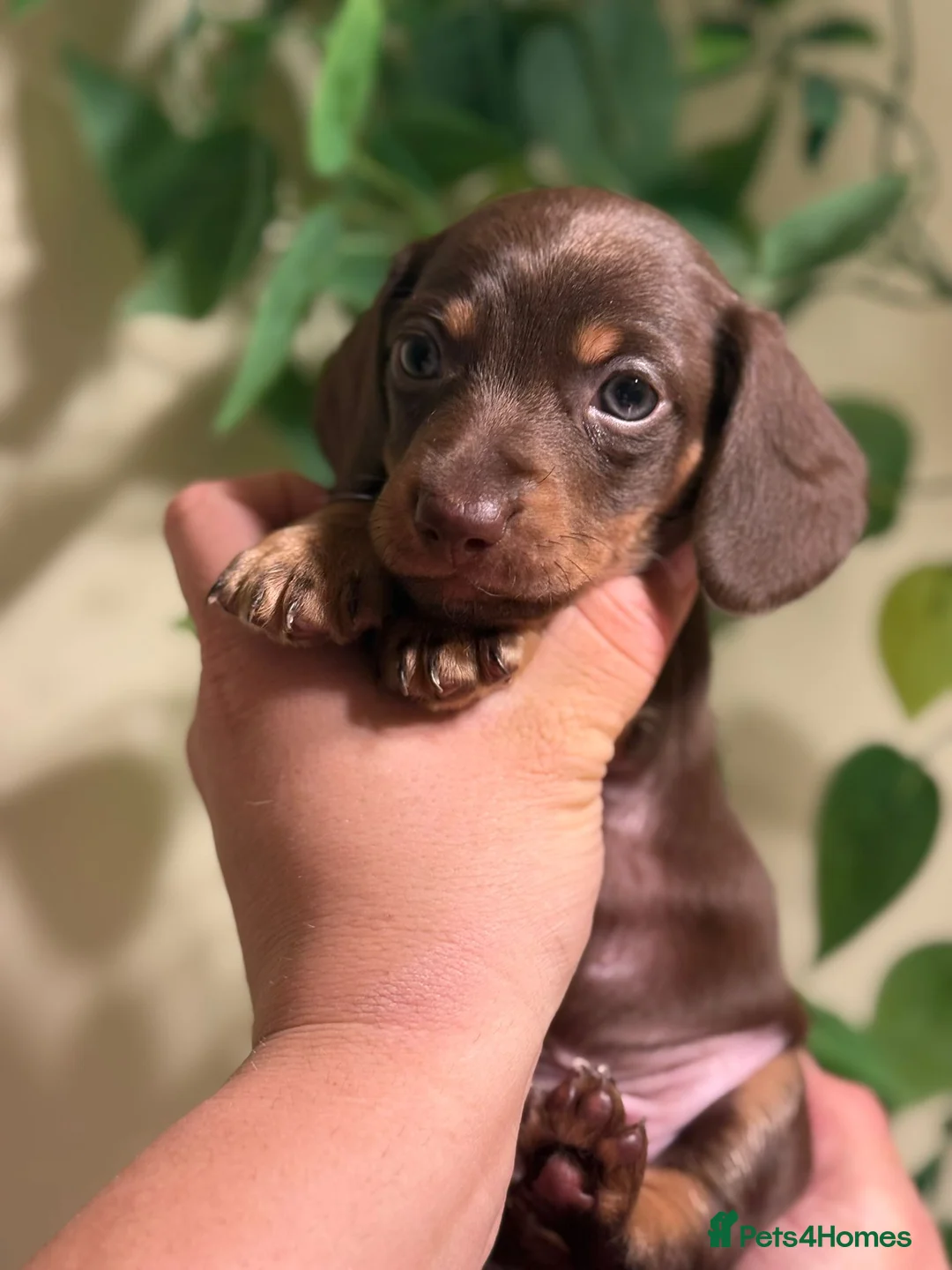Miniature Dachshund dogs for sale: ⚜️Charming Little Puppies ⚜️ - Advert 3