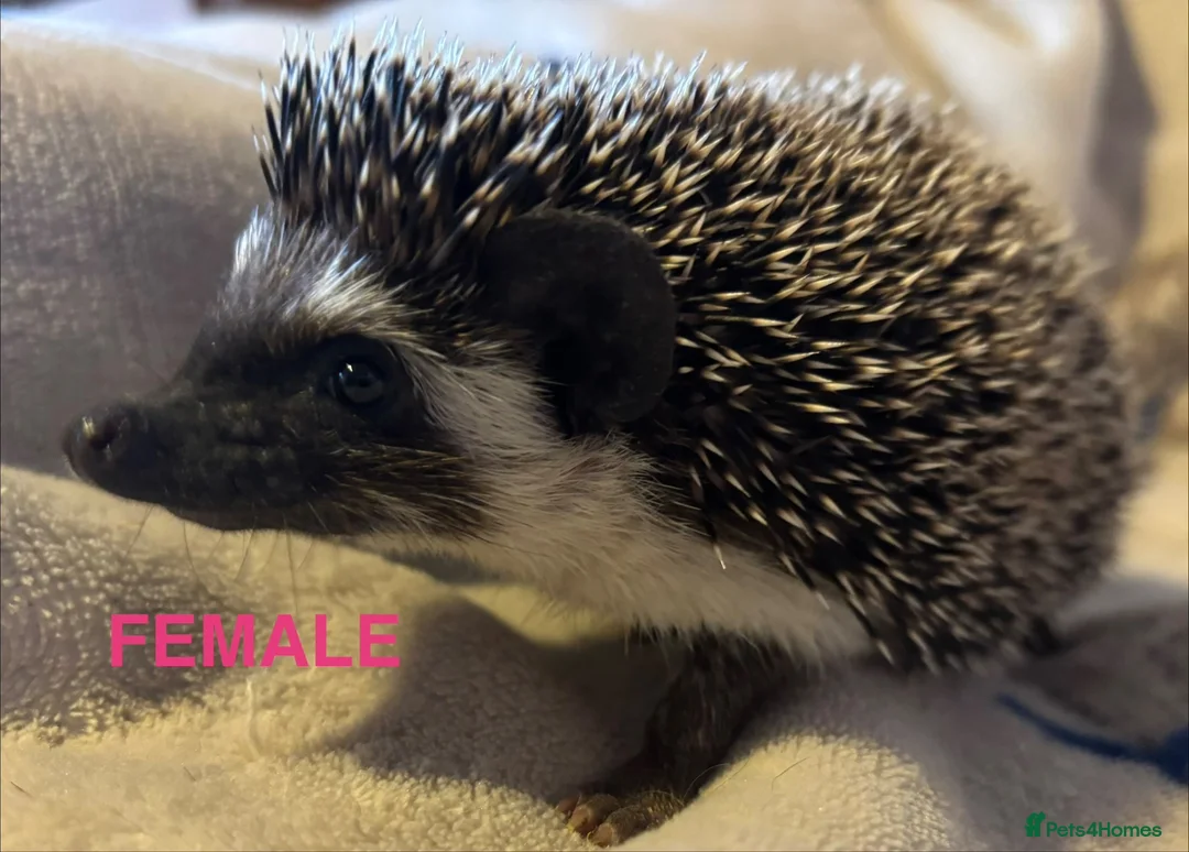 Pygmy Hedgehog rodents for sale: Male and Female African Pygmy Hedgehogs. Ready now - Advert 1