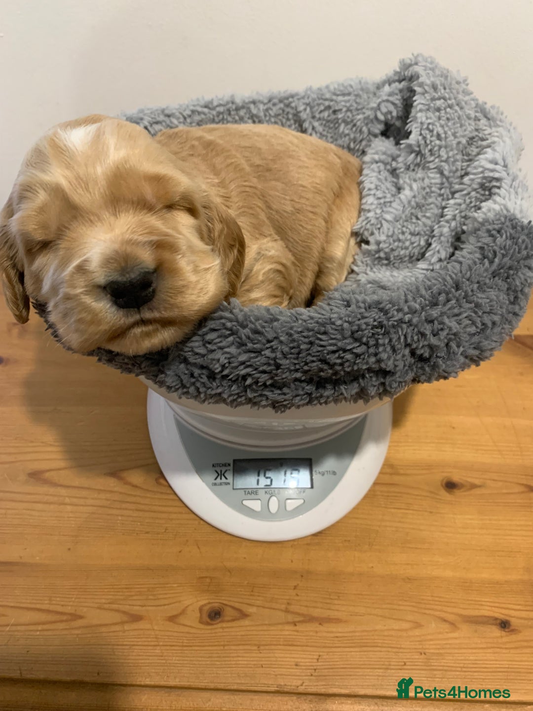 Cocker Spaniel dogs for sale: KC Registered Quality Show Type Cocker Puppies   - Image 3