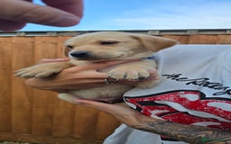 Labrador Retriever dogs for sale: Beautiful Labrador Retriever puppies for sale - Image 6