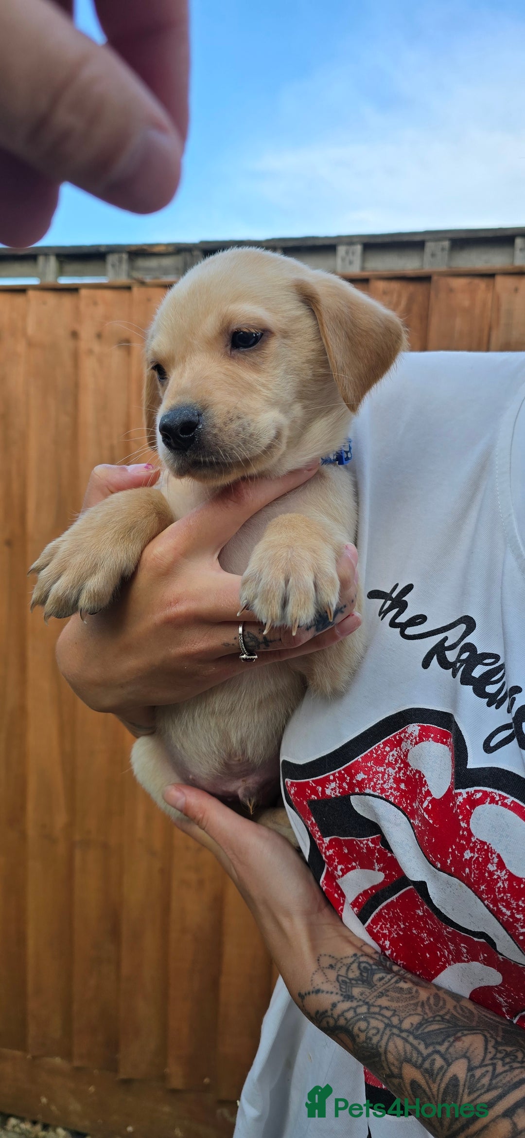 Labrador Retriever dogs for sale: Beautiful Labrador Retriever puppies for sale - Image 6