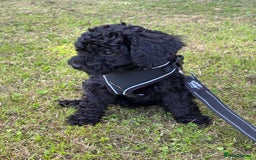 Bordoodle dogs for sale: Borderdoodle  Free five weeks insurance  - Image 21