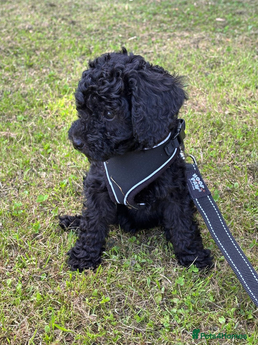 Bordoodle dogs for sale: Borderdoodle  Free five weeks insurance  - Image 21