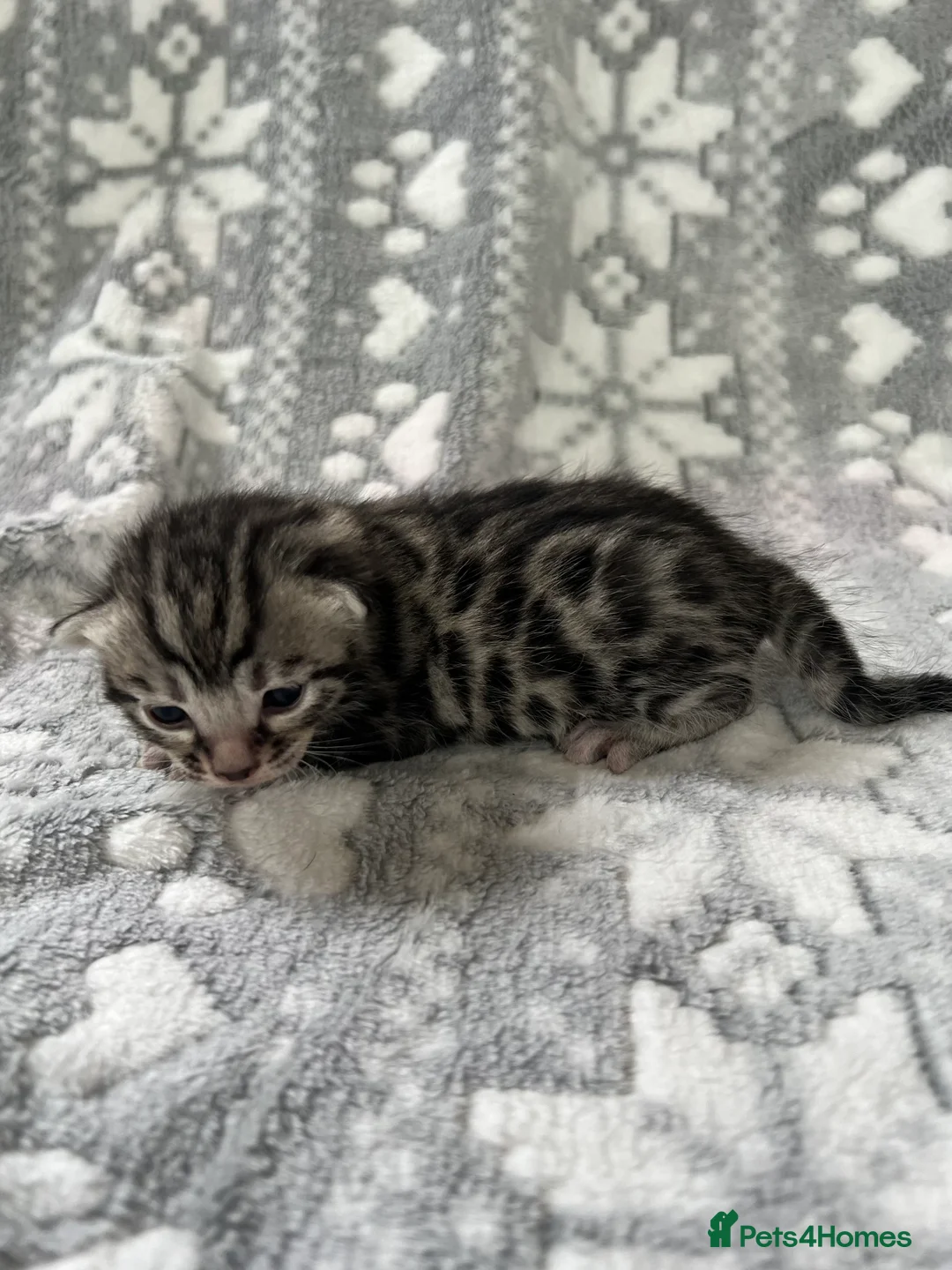 Bengal cats for sale: Top Pedigree Bengal Kittens - Advert 5