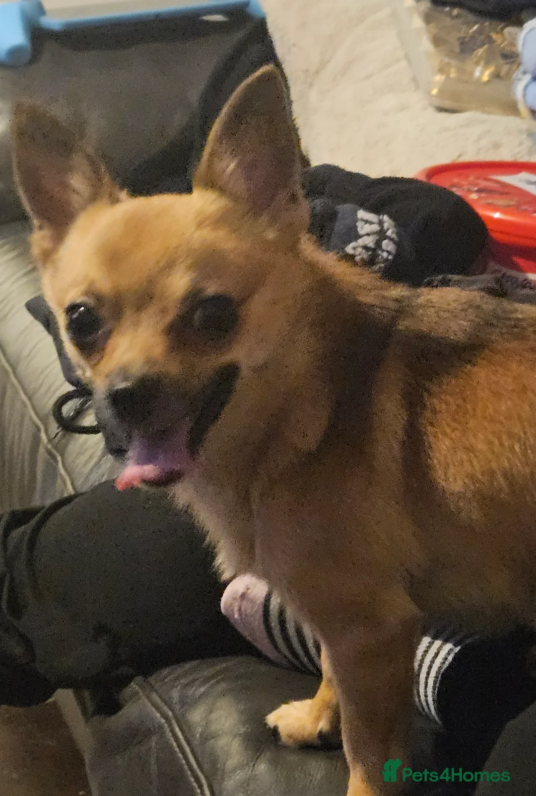 Pomchi dogs for stud: Pomchi for stud - Advert 1