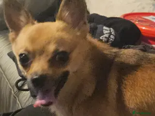 Pomchi dogs Pomchi for stud - Advert 2