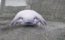 Mini Lop rabbits for sale: Mini lop for sale - Image 4