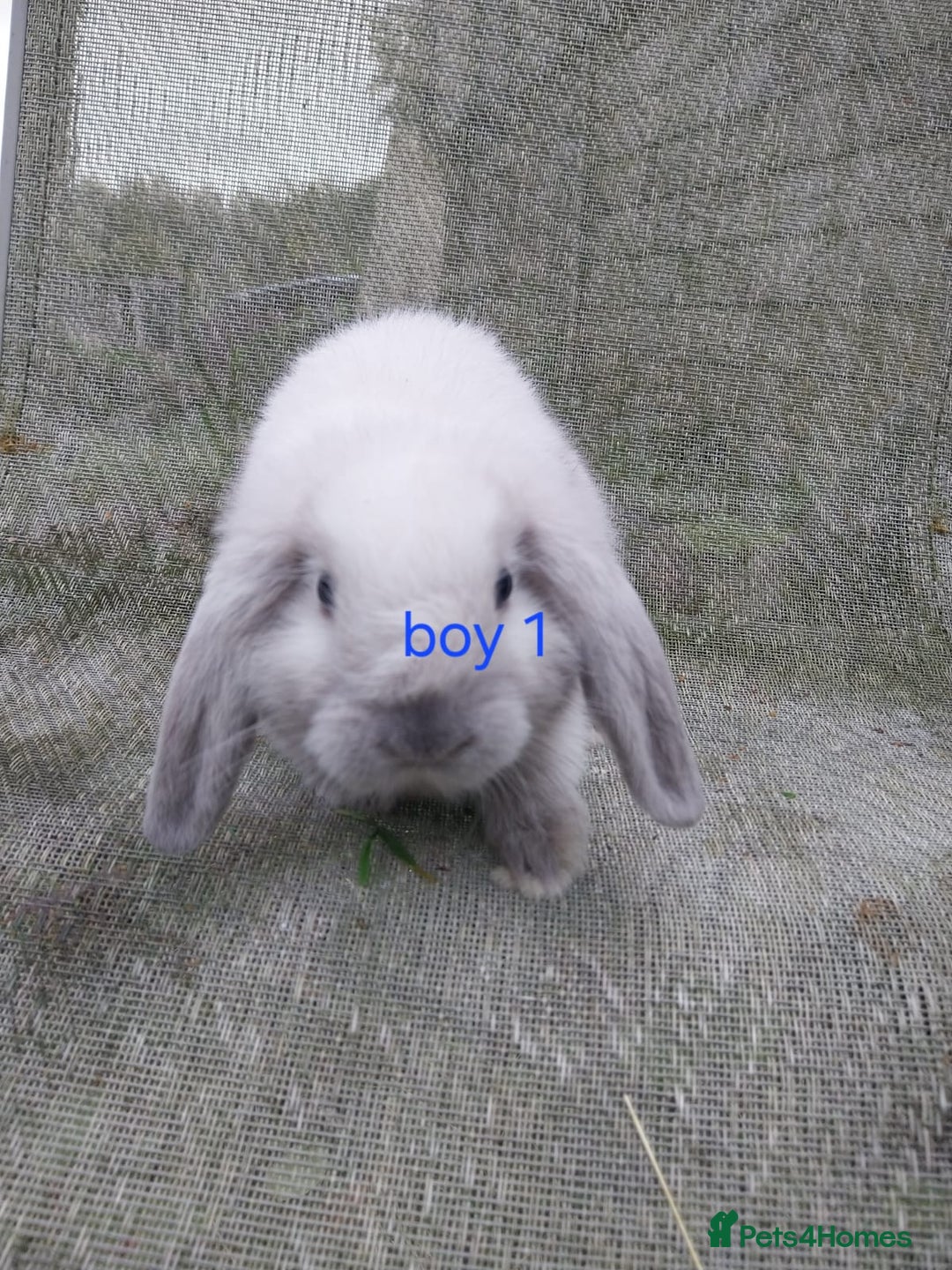 Mini Lop rabbits for sale: Mini lop for sale - Image 4