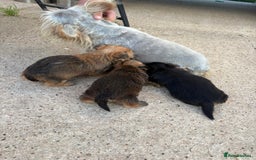 Chorkie dogs for sale: 3 beautiful chorkie puppies for sale - Image 3