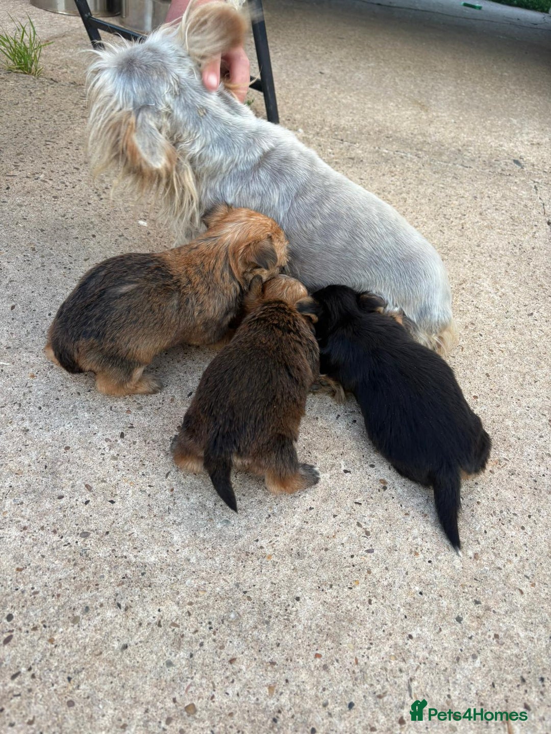 Chorkie dogs for sale: 3 beautiful chorkie puppies for sale - Image 3