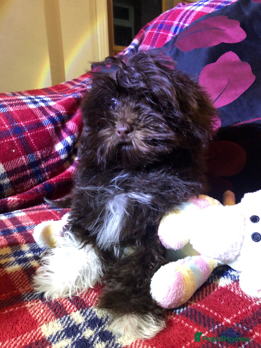 Cockapoo dogs for sale: Cockapoo puppies for sale  - Advert 25