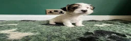 Jack Russell dogs for sale: Miniature wire haired Jack Russell puppies  - Advert 3