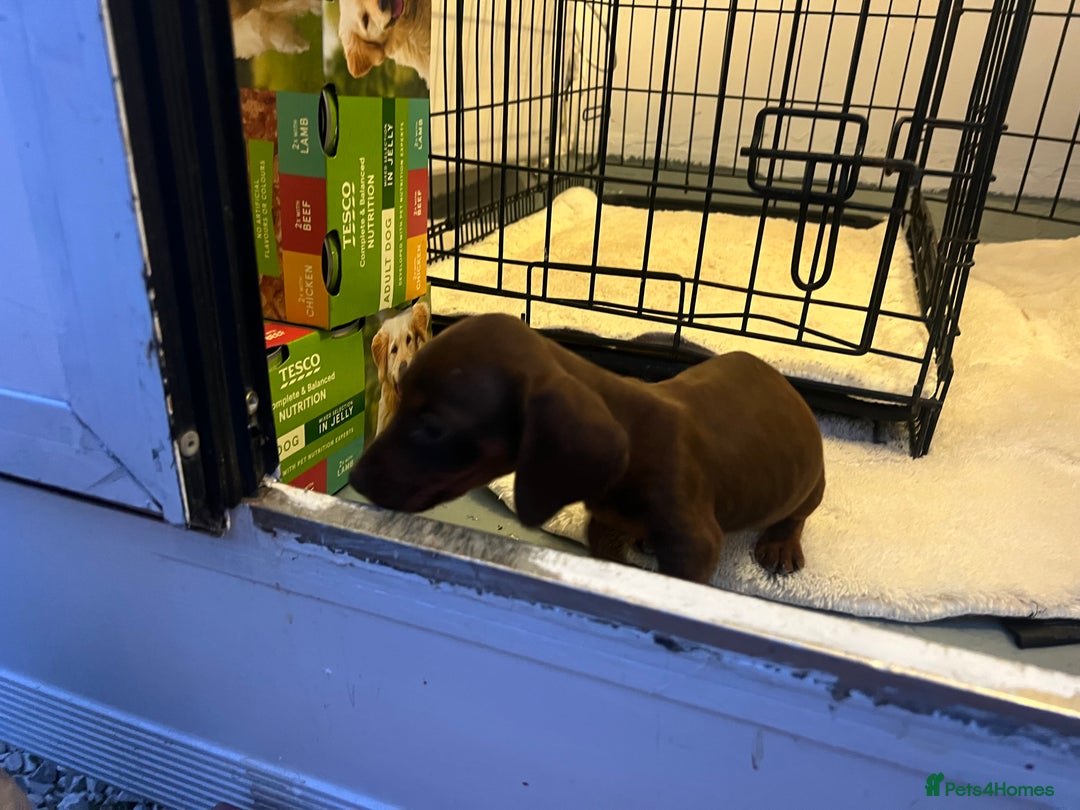 Miniature Dachshund dogs for sale: Miniature dashound - Image 5