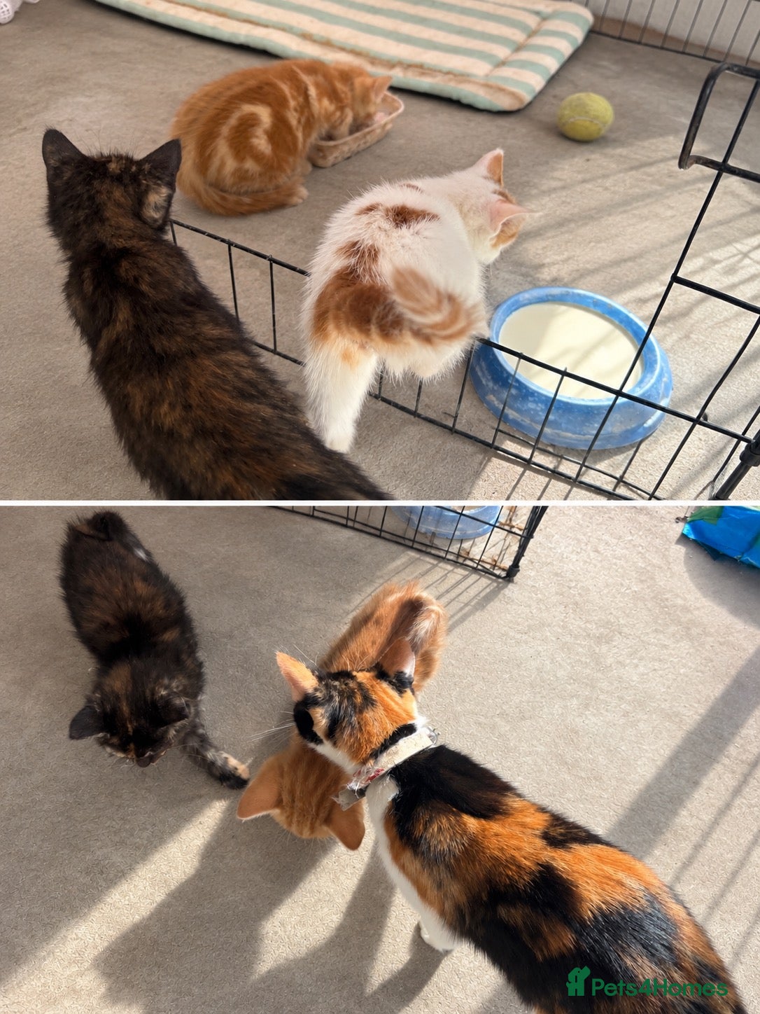 Mixed Breed cats Litter of 3 beautiful, lively and loving kittens - Advert 2