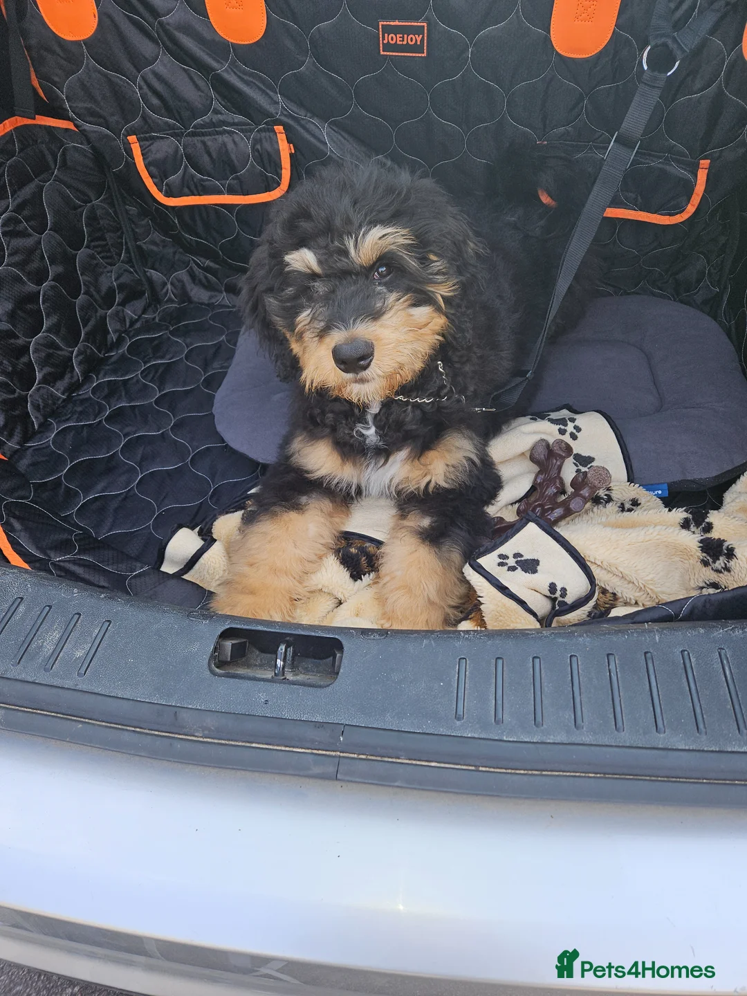 Bernedoodle dogs for sale: Beautiful bernadoodle tri phantom - Advert 1