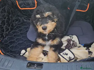 Bernedoodle dogs Beautiful bernadoodle tri phantom - Advert 5