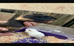 Guinea Pig rodents for sale: Male baby Guineapigs  - Image 13