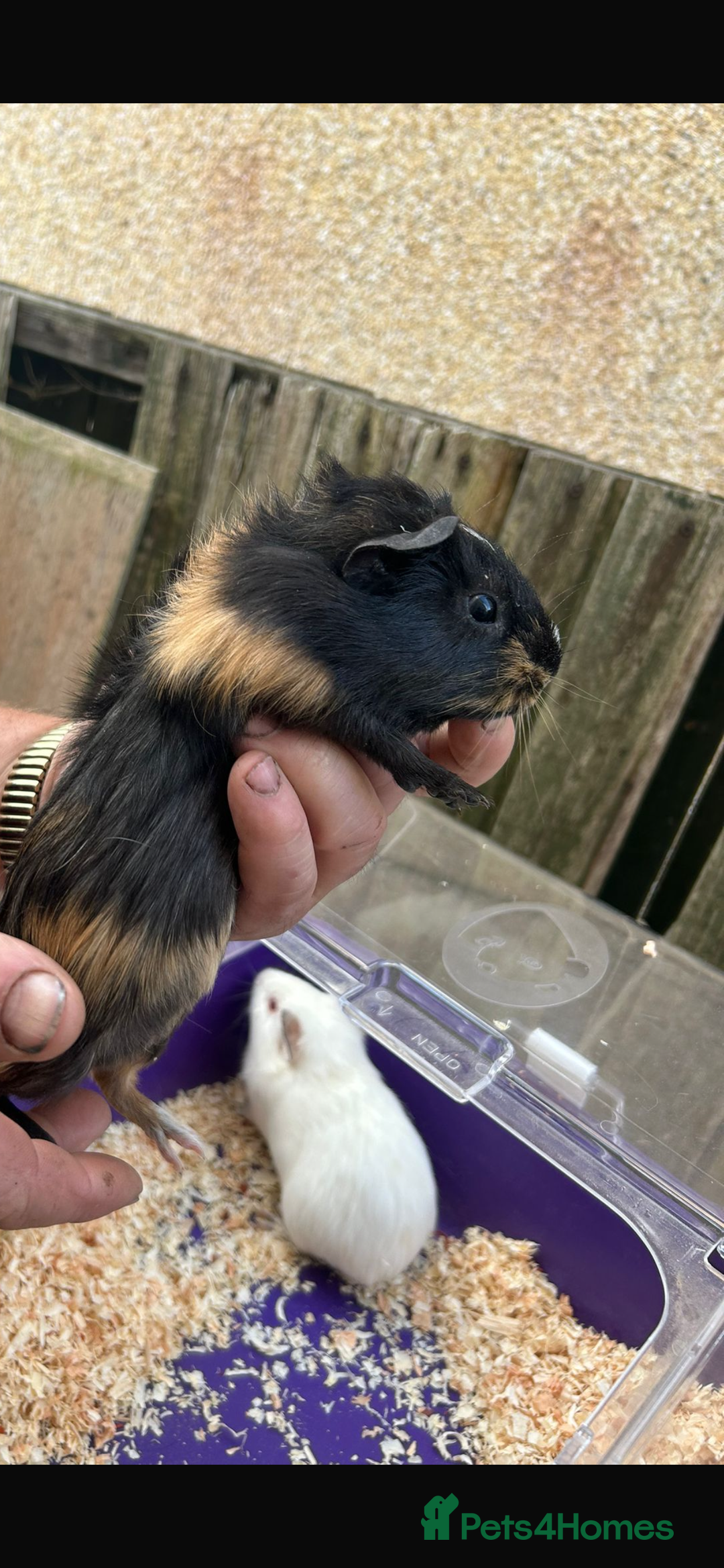 Guinea Pig rodents for sale: Male baby Guineapigs  - Image 13