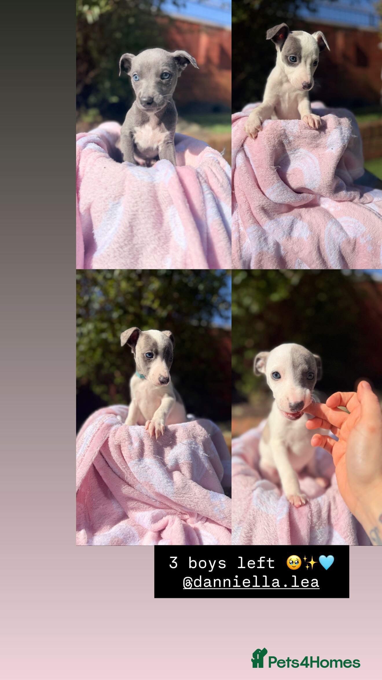 Whippet dogs READYNEXTWEEK perfect pedigree whippets BOYS LEFT  - Advert 4