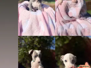 Whippet dogs READYNEXTWEEK perfect pedigree whippets BOYS LEFT - Advert 4