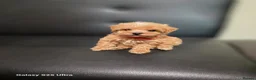 Maltipoo dogs for sale: F1 Adorable Maltipoo Puppies  - Advert 4