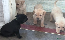 Labrador Retriever dogs for sale:  labrador retriever pups - Image 30