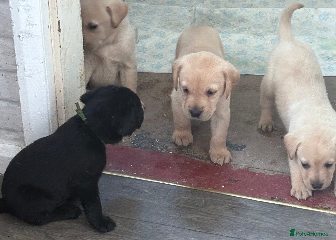 Labrador Retriever dogs for sale:  labrador retriever pups - Image 30