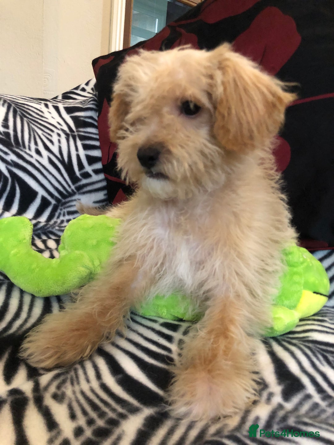 Mixed Breed dogs for sale: shihpoo x maltese puppies for sale - Advert 14