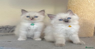 Ragdoll cats - Advert 3