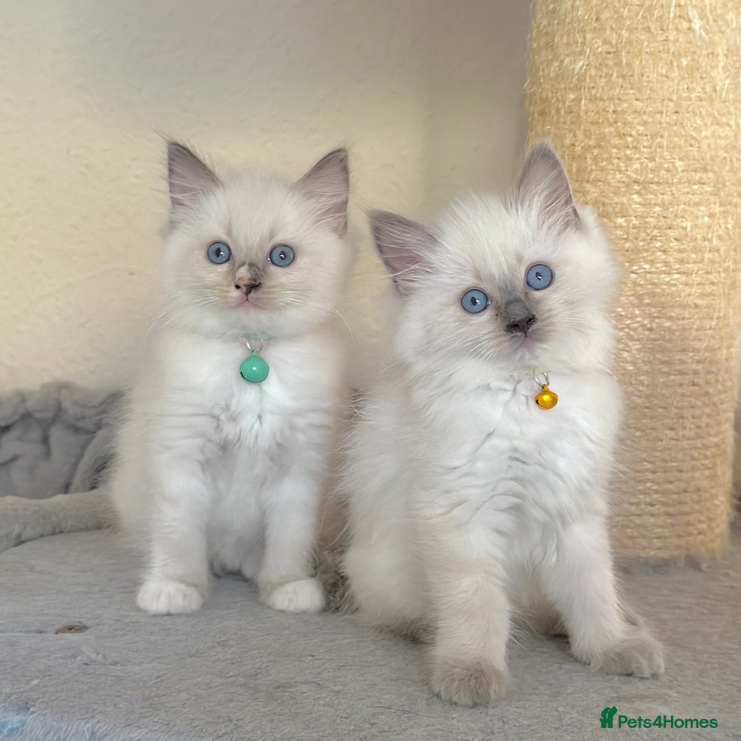 Ragdoll cats for sale: Gentle, Affectionate, Cuddly, Playful Kittens - Image 10