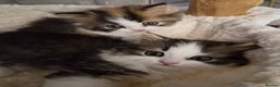 Persian cats for sale: Beautiful 1 male and 1 female kittens - Advert 2