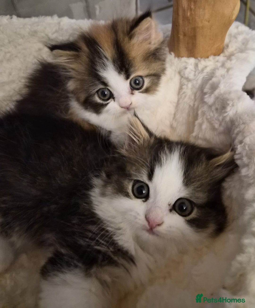 Persian cats for sale: Beautiful 1 male and 1 female kittens - Advert 2