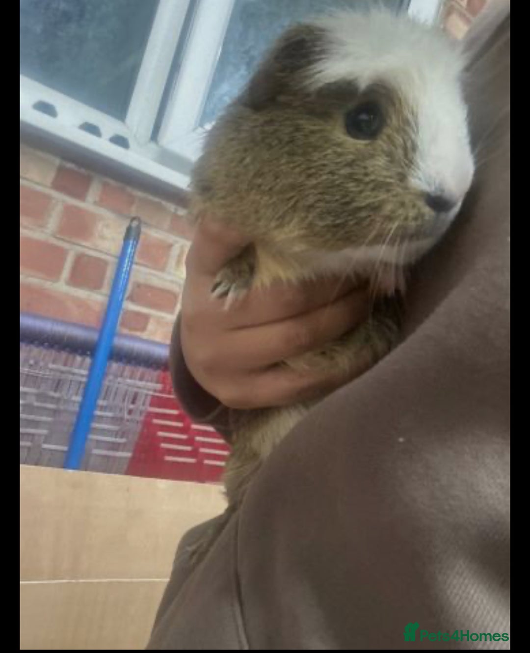 Guinea Pig rodents for sale: 2 male guinea pigs with cage+extras included  - Advert 2