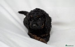 Cavapoo dogs for sale: F1B Cavapoo Boy Ready Now  - Image 5