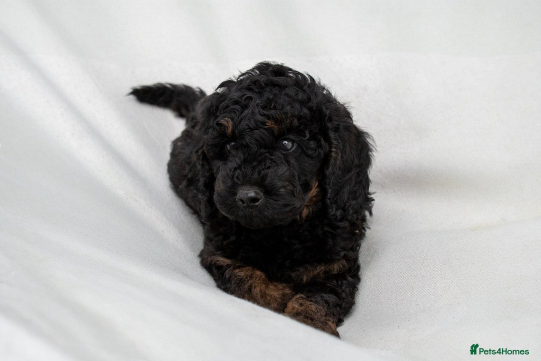 Cavapoo dogs for sale: F1B Cavapoo Boy Ready Now  - Image 5