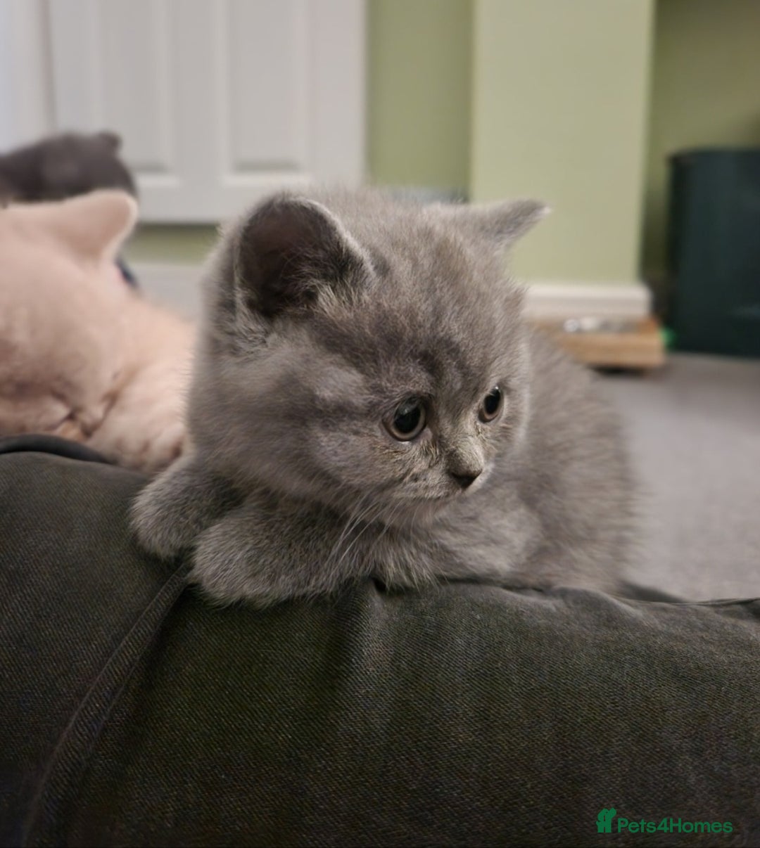 Scottish Fold cats for sale: Scottish Fold Kittens - Advert 5