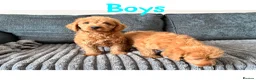 Labradoodle dogs for sale: 4 beautiful labradoodle puppys in Southampton - Advert 11