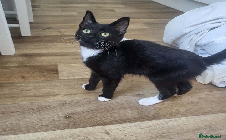 Mixed Breed cats - Advert 2