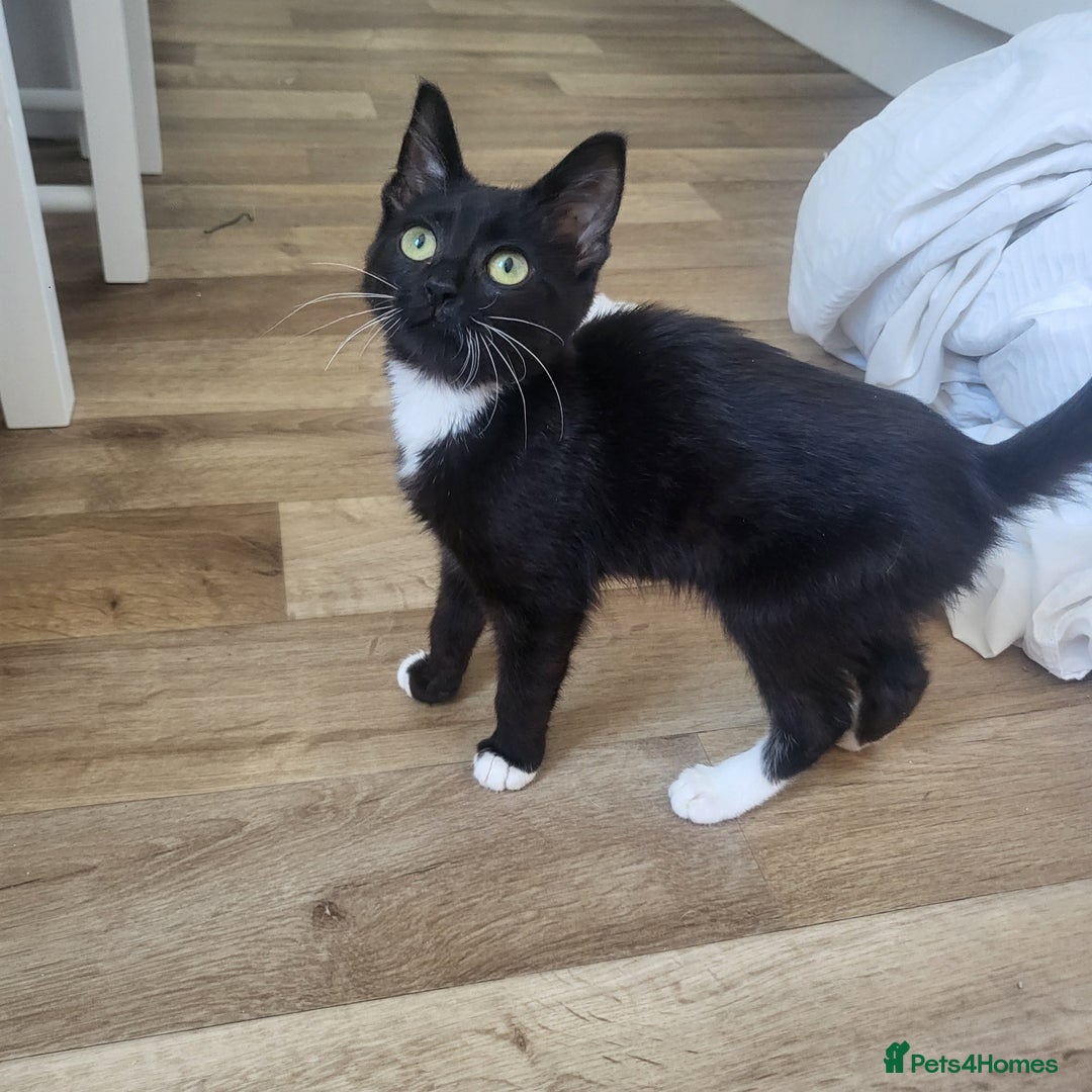 Mixed Breed cats for sale: Female kitten - Image 1