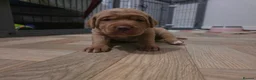 Mixed Breed dogs for sale: Golden / Fox Red Labrastaff × Labrador Puppies 🐾 - Advert 15