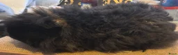 Guinea Pig rodents for sale: Guinea pigs boys and girls available  - Advert 7