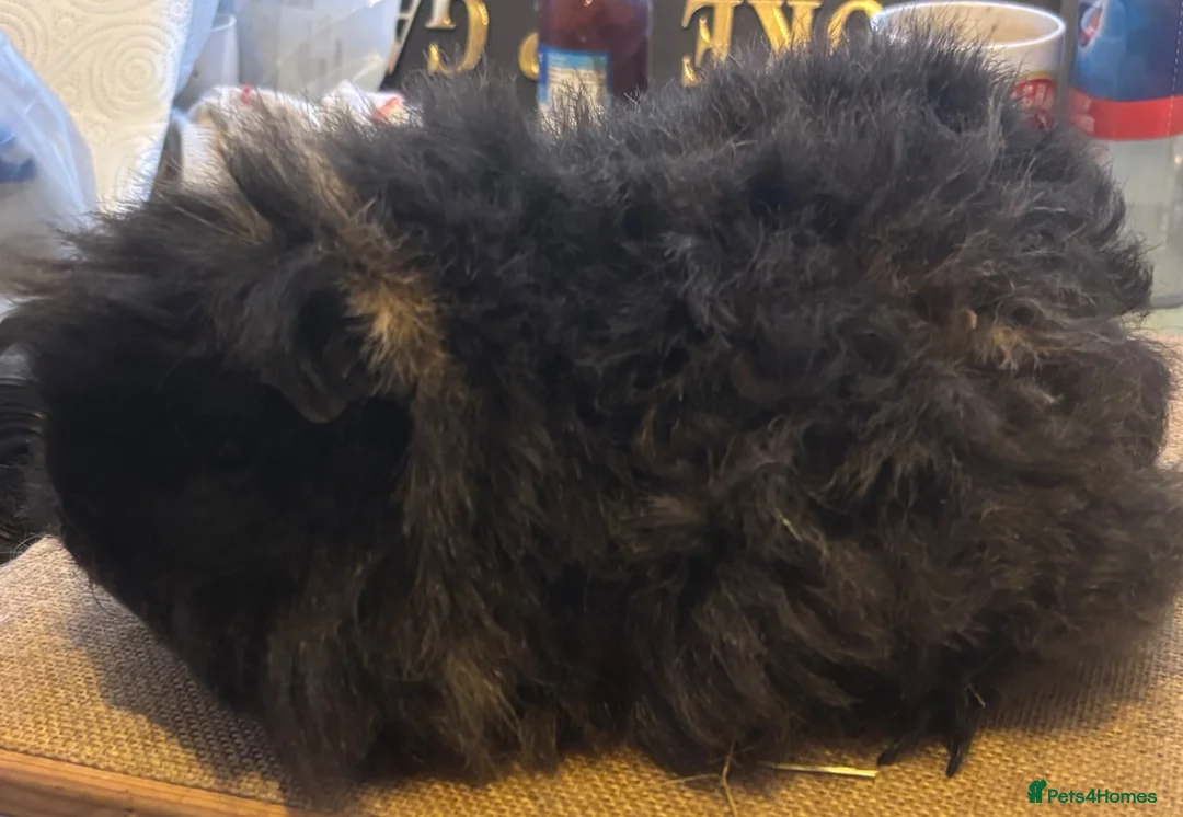 Guinea Pig rodents for sale: Guinea pigs boys and girls available  - Advert 7