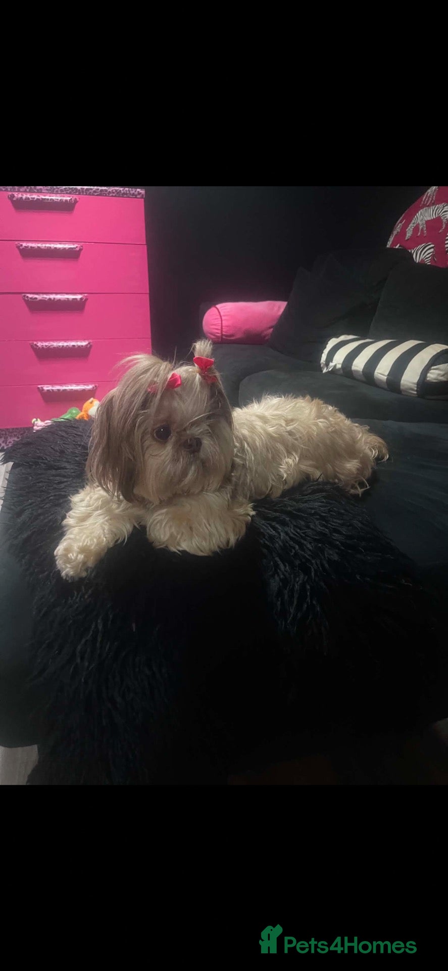 Shih Tzu dogs Beautiful Bunny - Advert 1