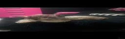 Shih Tzu dogs for sale: Beautiful Bunny - Advert 1
