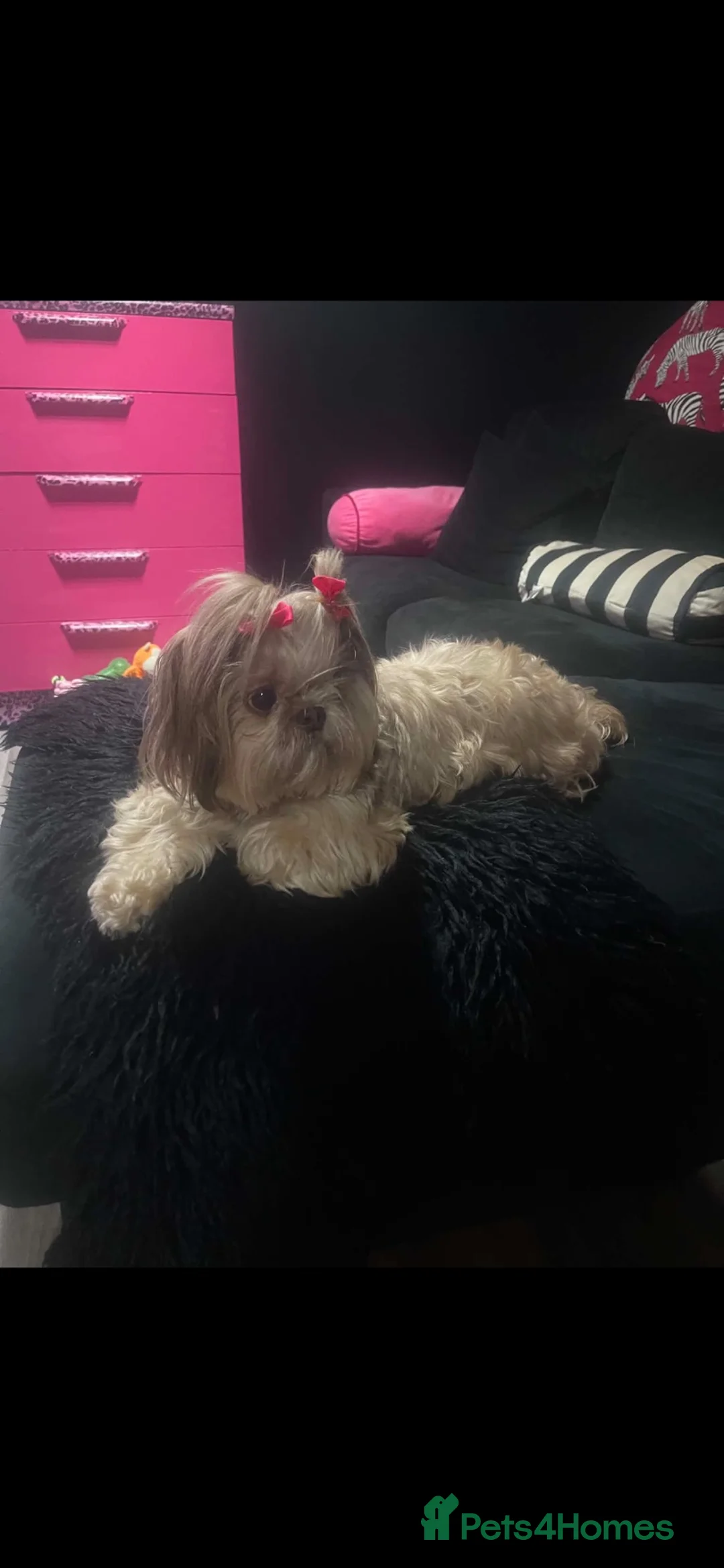 Shih Tzu dogs for sale: Beautiful Bunny - Advert 1
